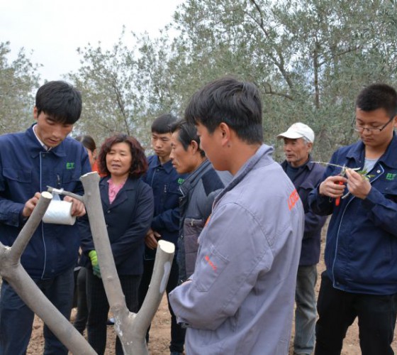 公司從產(chǎn)業(yè)鏈起始端著手，引進(jìn)良種優(yōu)苗，繁育基地苗圃，優(yōu)化樹(shù)種，以?xún)?yōu)質(zhì)的橄欖樹(shù)苗為生產(chǎn)特級(jí)初榨橄欖油提供基礎(chǔ)保障。在以自建萬(wàn)畝國(guó)家標(biāo)準(zhǔn)化油橄欖..