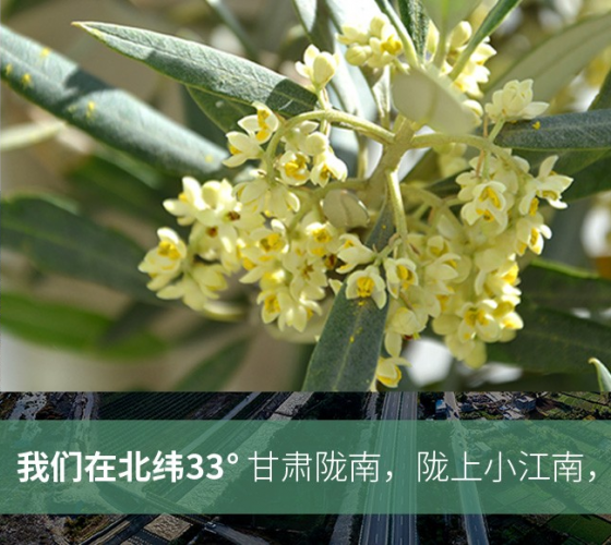 武都的氣候、土壤等與地中海沿岸極其相似，同處于世界頂級(jí)油橄欖黃金生產(chǎn)帶（32°58--33°36）年平均氣溫為14.7°，年日照時(shí)數(shù)1911..